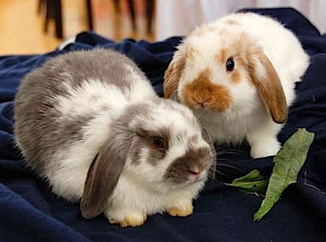 ホーランド・ロップ